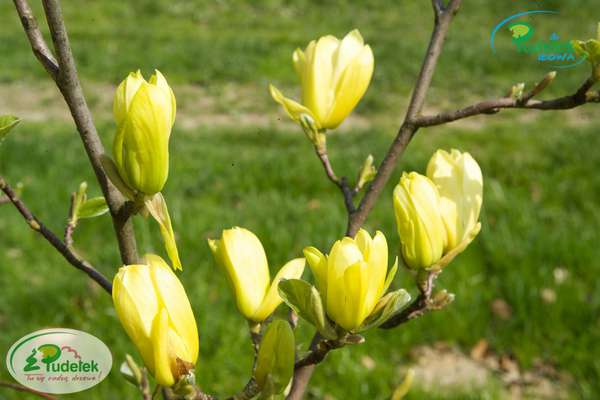 Magnolia Butterflies